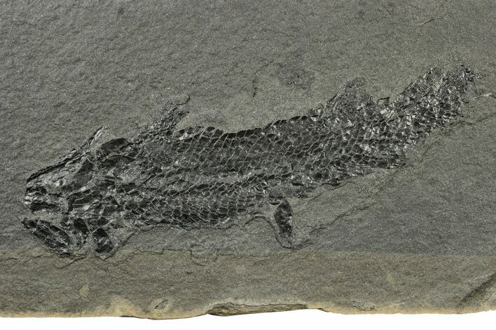 Devonian Lobe-Finned Fish (Osteolepis) Fossil - Scotland #243498